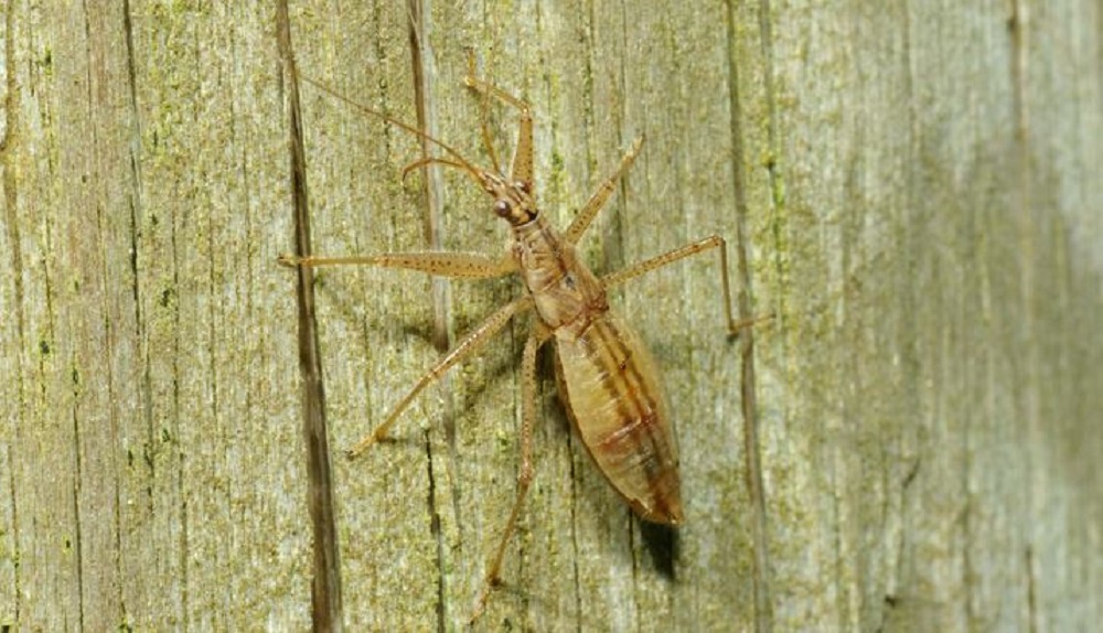 The marsh damsel bug (Nabis limbatus)